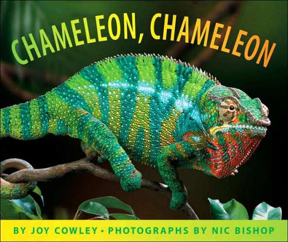  SHOCK AS CHAMELEON IS USED TO TRACK AND ARREST  THIEF
